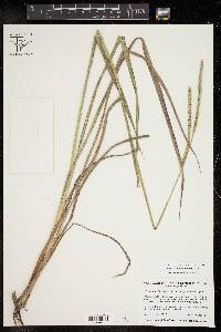 Paspalum floridanum image