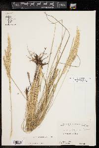 Poa arachnifera image