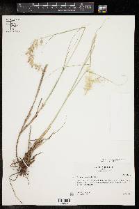 Pennisetum orientale image