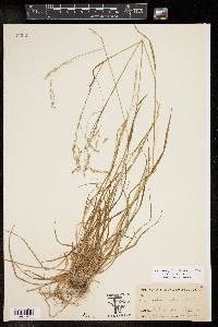 Poa autumnalis image