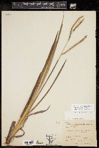 Paspalum floridanum image