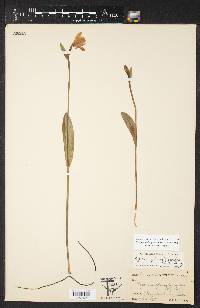 Pogonia ophioglossoides image