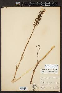 Platanthera nivea image