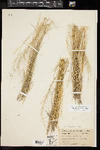 Aristida purpurea var. nealleyi image