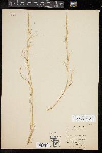 Aristida purpurea var. nealleyi image