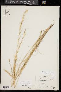 Aristida purpurea var. nealleyi image