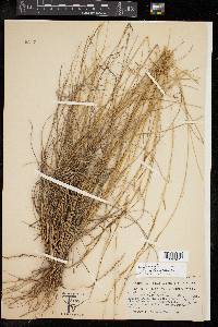 Aristida purpurea var. nealleyi image