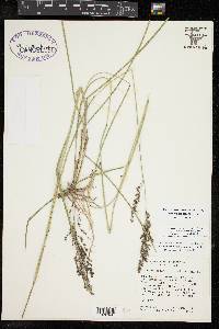 Anthenantia texana image