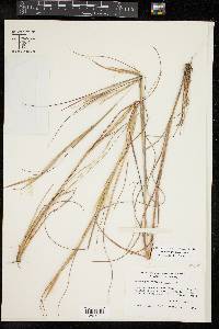 Andropogon gyrans image