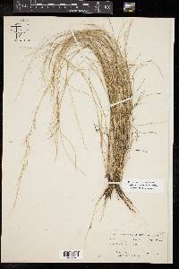 Aristida purpurea var. nealleyi image