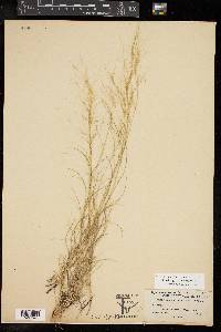 Aristida purpurea var. nealleyi image