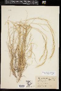 Aristida purpurea var. nealleyi image