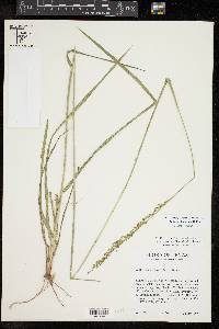 Anthenantia texana image
