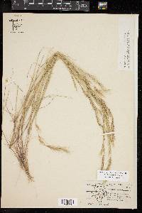 Aristida adscensionis image