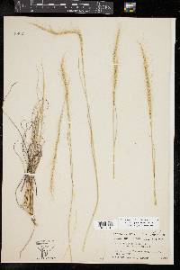 Aristida purpurea var. nealleyi image