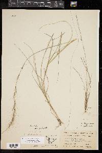 Aristida longespica image