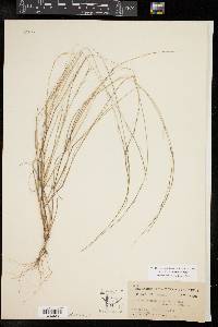 Aristida longespica image