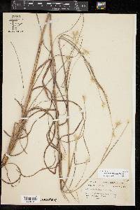 Andropogon ternarius image