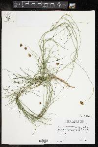 Thelesperma megapotamicum image