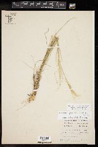 Nassella leucotricha image