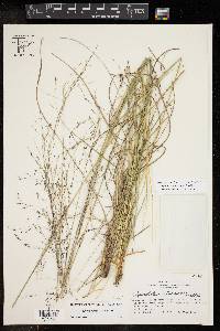 Sporobolus silveanus image