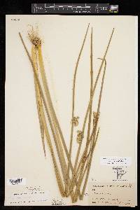 Juncus nodatus image