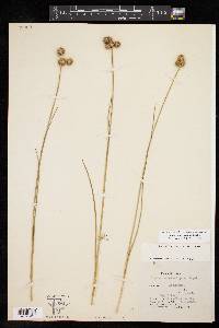 Juncus brachycarpus image