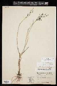 Juncus diffusissimus image