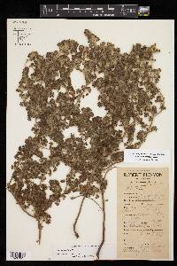 Acalypha radians image