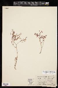 Euphorbia villifera image