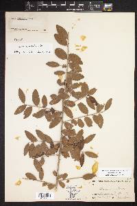 Ilex vomitoria image