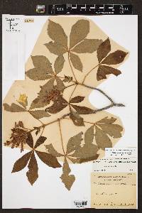 Aesculus pavia var. pavia image