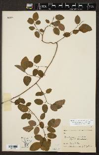 Berchemia scandens image