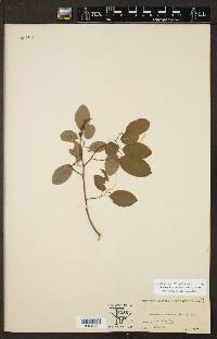 Berchemia scandens image