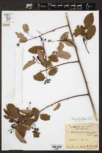 Berchemia scandens image