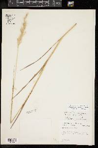 Bothriochloa laguroides image