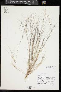 Aristida oligantha image