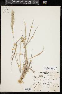 Bothriochloa laguroides image