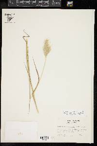 Bothriochloa springfieldii image