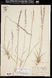 Bouteloua curtipendula var. caespitosa image