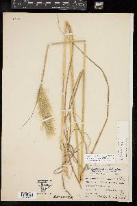 Bothriochloa alta image