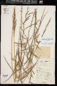 Urochloa texana image