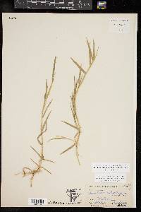 Urochloa ciliatissima image