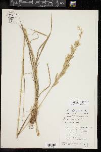 Bromus catharticus image