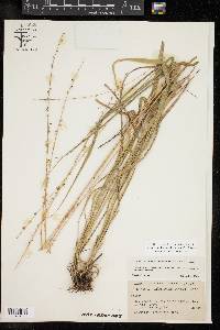 Chasmanthium sessiliflorum image