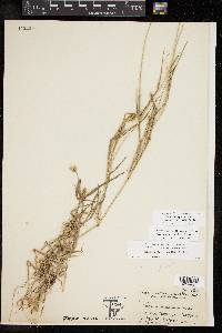 Cenchrus spinifex image