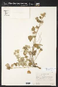 Abutilon wrightii image