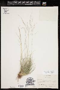 Muhlenbergia arenicola image