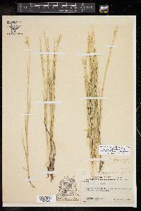 Pascopyrum smithii image