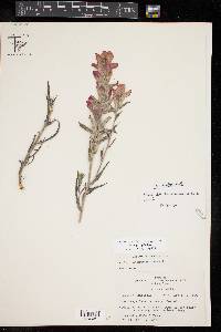 Castilleja rigida image